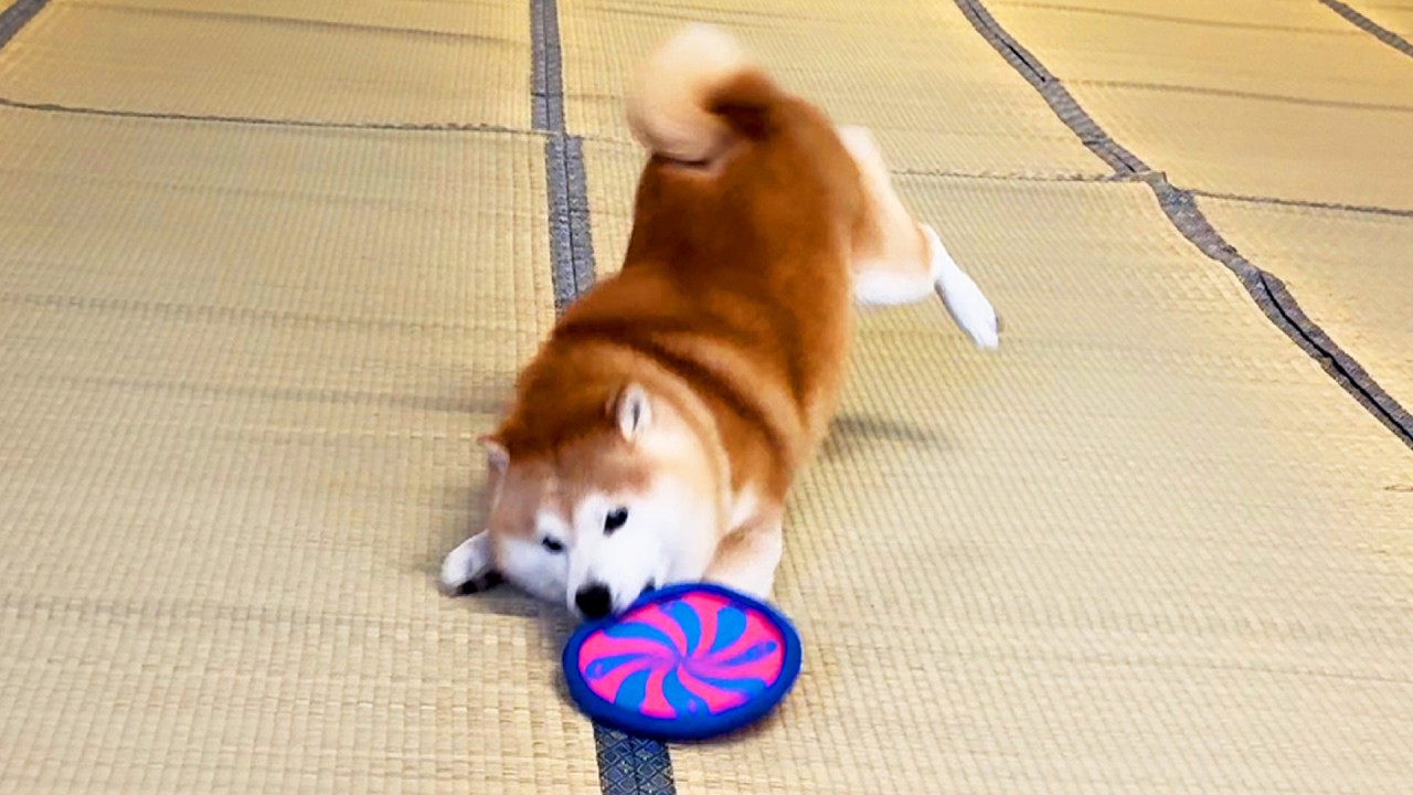 怒る柴犬❗️（夏仕様） Shibe tripped while playing frisbee and ended up doing a