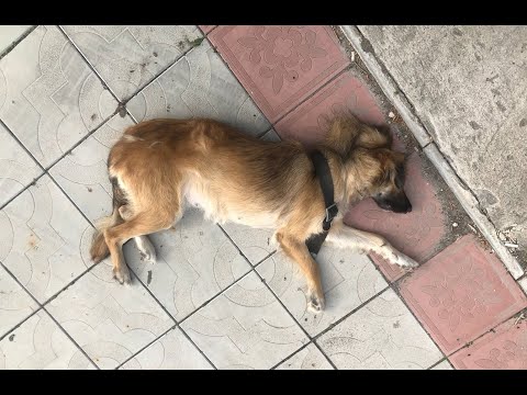 Video: Meesha The Miracle Pup Cīnās Ar Vēzi Un Uzvar