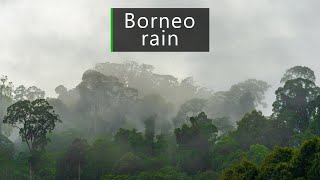 Rain sounds - 1 hour of gentle rain in the Borneo rainforest