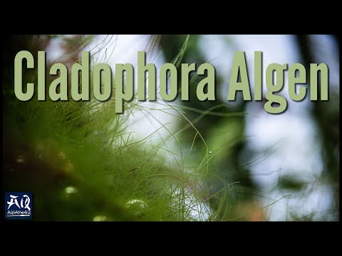 Video: Cladophora im Aquarium: Pflege, Fortpflanzung und Bekämpfungsmethoden