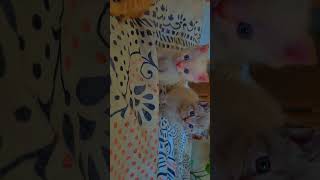 Kittys cat kitten