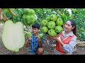 Juicy seedless guava fruit harvest  | Seedless guava eating duck feet stew | Guava in my country