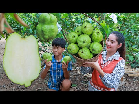 Juicy seedless guava fruit harvest | Seedless guava eating duck feet stew | Guava in my country