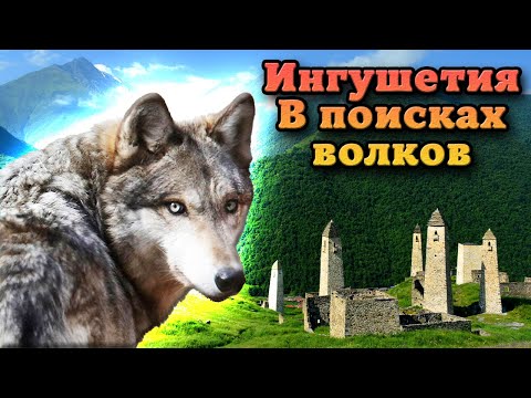 Ингушетия: путешествие по Кавказу. Волки в живой природе