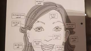 الدرس 25:مفردات الجسم والوجه وعبارات تتضمن عن المرض والصحة ..das Gesicht ,der Körper
