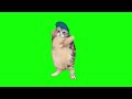 Cat dances to girlfriend  green screen