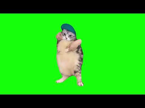 Cat Dances To Girlfriend - Green Screen