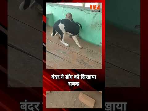 दो डॉग्स पर भारी पड़ा ये बंदर, कान पकड़कर कर दी खिंचाई | Funny Video | Viral Video