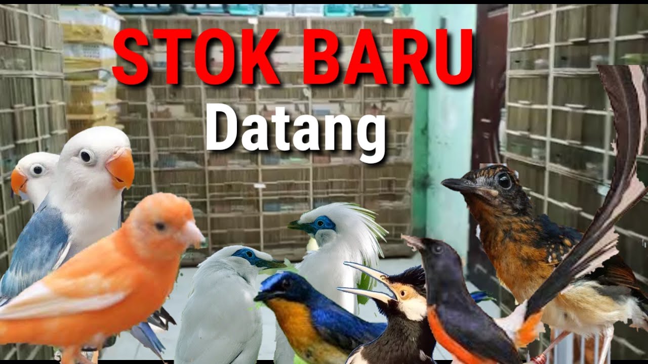 Obral Stok Burung Baru Burung Kicau Dapitloebird Youtube