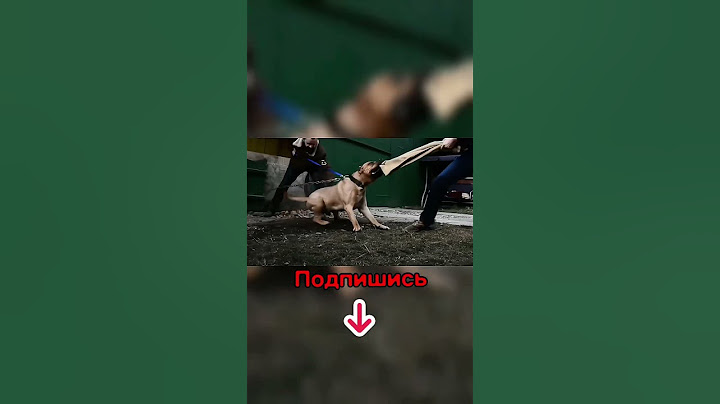 Самые Опасные и Злые Породы Собак в Мире!😨#shorts #собака#животные