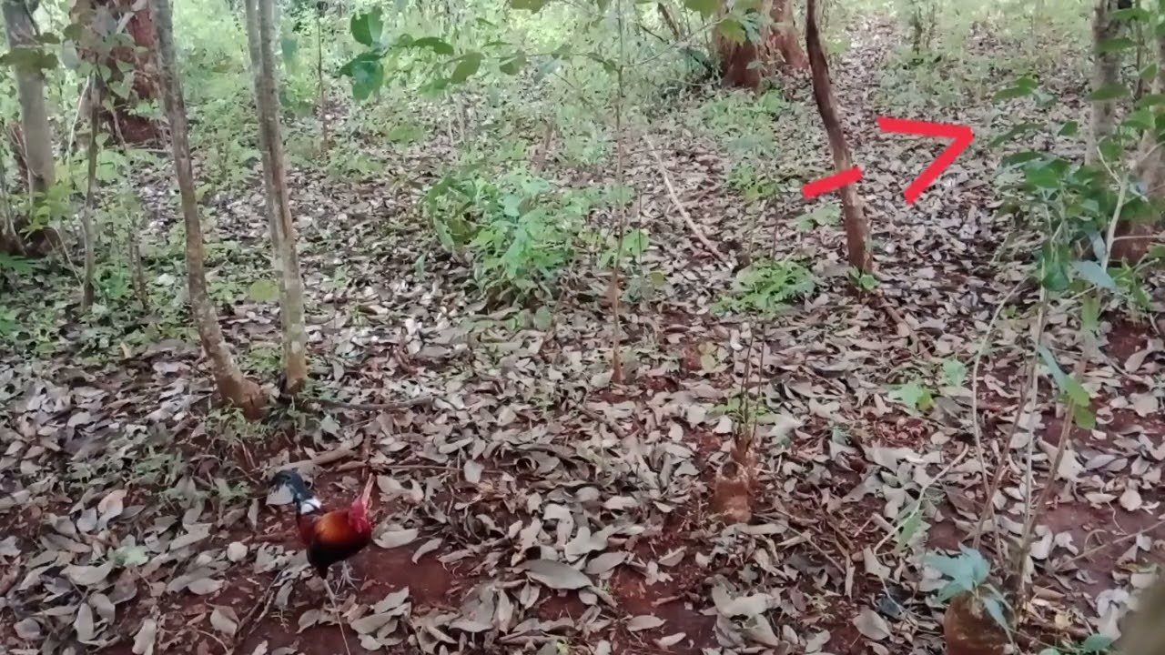  တေႃႇၵႆႇ ထႅင်ႈၶႃႈမိူဝ်ႈၼႆႉ ယိုဝ်းဢဝ်ၶႃႈ တူၺ်းႁႂ်ႈသုတ်းၶၼႃ ၽၢၵ်တိတ်းတၢမ်းဝႆႉၽွင်ႈၶႃႈ