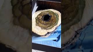 １０万本に１本と言われる黒柿孔雀杢綺麗な木　みごとな綺麗な花　木目