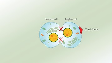 Exploring Creation with Biology, 3rd Edition, Video Instruction Module 6: Mitosis
