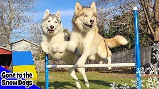 Husky Agility Challenge | Can Huskies do Agility | Dog Agility Course