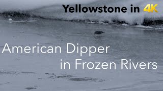 American Dipper diving frozen rivers | Yellowstone in 4K | Inspire Wild Media by Inspire Wild Media 307 views 4 years ago 1 minute, 43 seconds