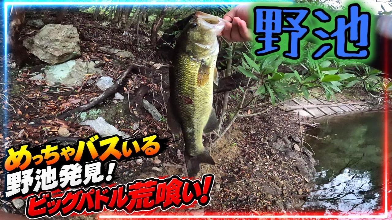 雰囲気良さそうな野池にビッグパドル投げたらバス天国の池だった件【琵琶湖バス釣り】