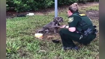 Broward deputy discusses helping dog tied to pole