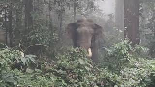 Baya Ganesh (Elephant ) at Kodalbasti Morning Safari 6am