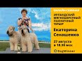 Ирландский мягкошерстный пшеничный терьер. Вебинар с Екатериной Сенашенко