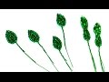 Цветок-орден "Победа". Урок 5 - Чашелистики и листики / Flower-award "Victory". Lesson 5 - Leaves