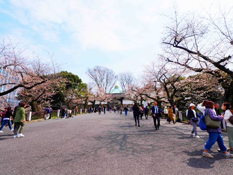 田安門の桜 2024年4月2日 令和6年 みんなのアルバム