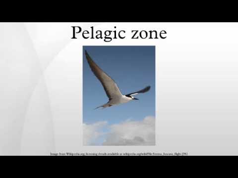 Pelagic zone