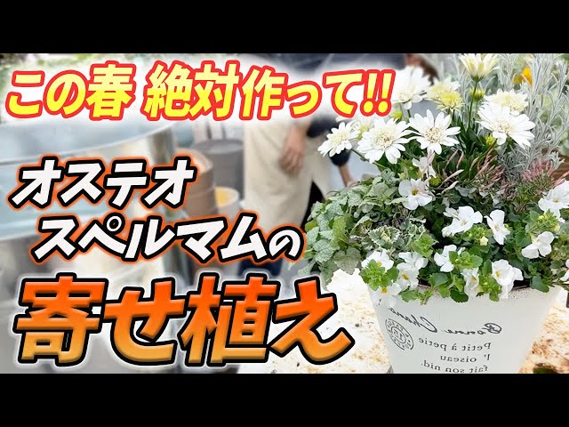 Planting] Perfect for early spring! Introducing a super cute