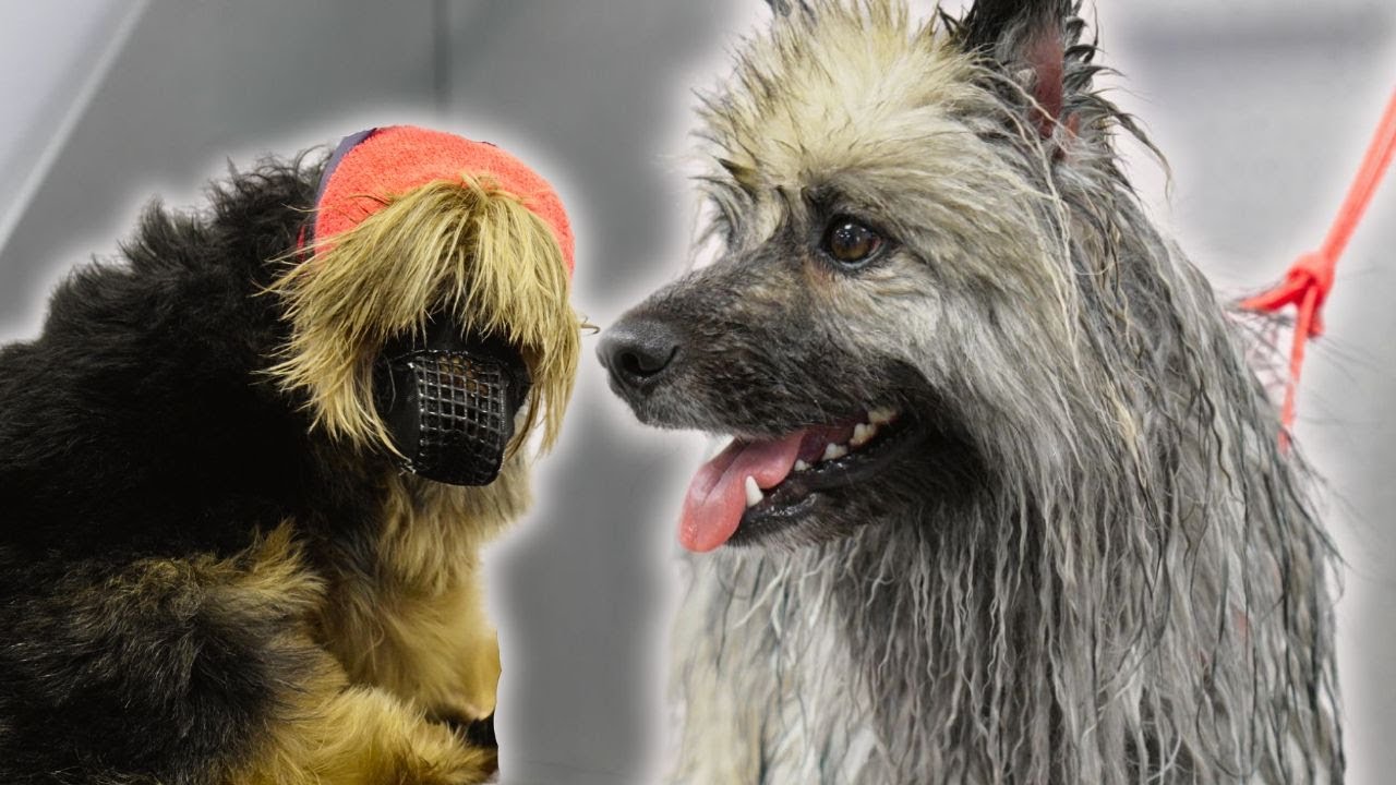 Two mental cases test my sanity 😅 | Keeshond and Yorkshire Terrier