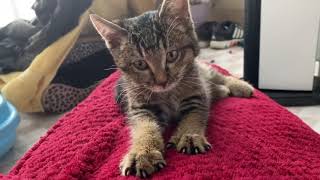 Braver stray kitten fight for survival...