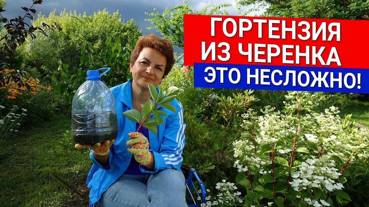 Гортензия из черенка - это несложно!