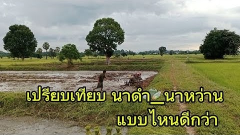 ข้อดีข้อเสียการทำนาหว่านและนาดำแบบไหนดีกว่ากัน#ชาวนาไทย