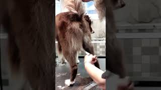 Border collie Dog grooming 🦮| how to groom our dog| #doggroomingtips