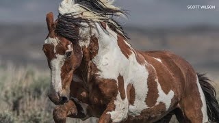 The life and legend of America's most famous wild horse