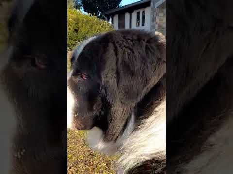 Greek shepherds dogs