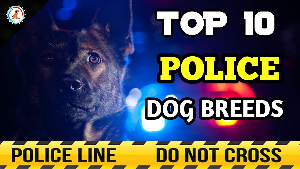 top 10 police dog breeds