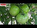 A NEW TOMATO VARIETY that's UNBELIEVABLY PRODUCTIVE!