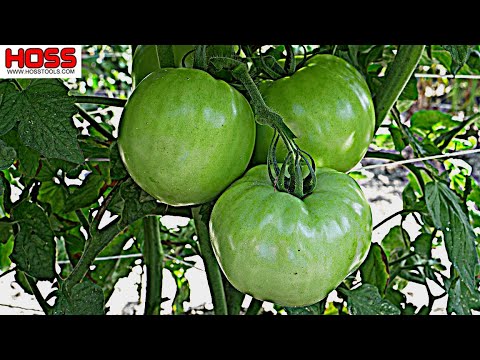 Video: Tomato Royal mantle: variety description