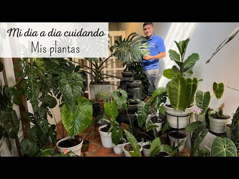 Vídeo: Com la jardineria redueix l'estrès?