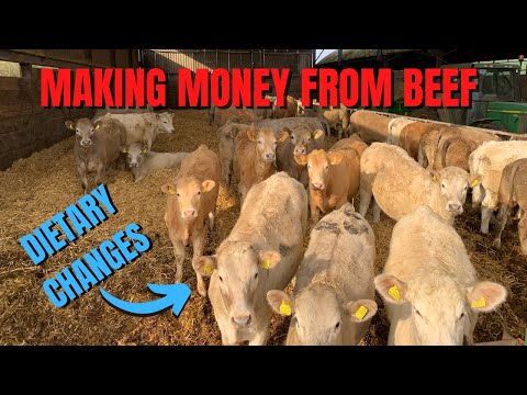 MAKING MONEY FROM BEEF… I BARE ALL!