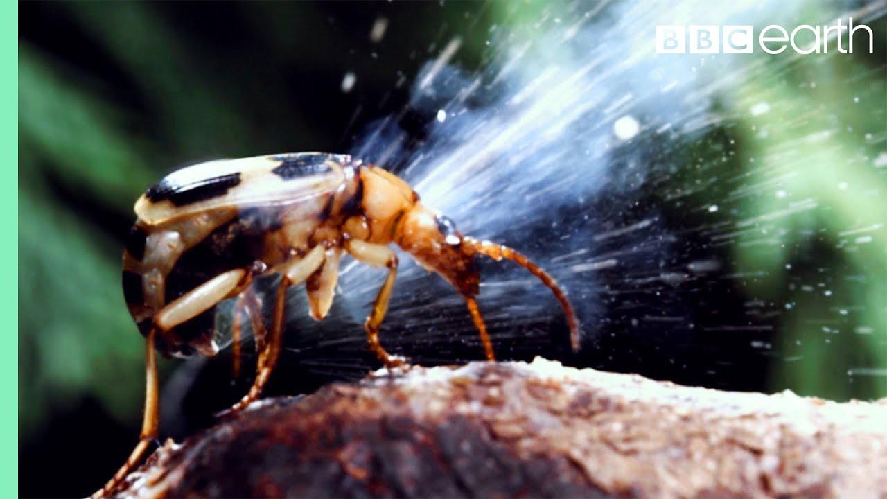 ⁣Bombardier Beetle Sprays Acid From Its Rear | Life | BBC Earth