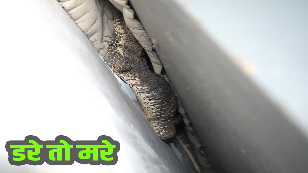 Monitor monitor-lizard-rescue-youtube