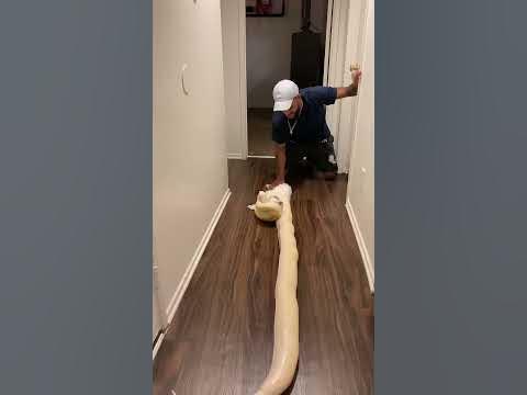 My Python 'Banana Pudding