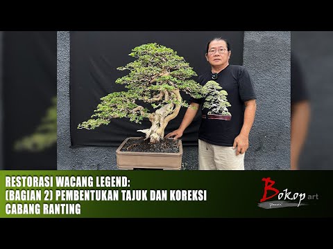 RESTORASI WACANG LEGEND: (bagian 2) PEMBENTUKAN TAJUK DAN KOREKSI CABANG RANTING