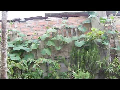 Vídeo: Cómo Se Ve La Jardinería En La Azotea En China - Matador Network