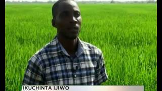 RICE FARMERS SEEK GOVT'S INTERVENTION | TVC NIGERIA