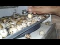 mais uma ninhada com sucesso da Eclopinto  200 ovos de codornas nasceiro 170 codorninhas 40 vídeo
