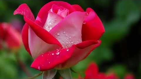 kcse mathematics revision | how to revise mathematics kcse  | kcse math tips |