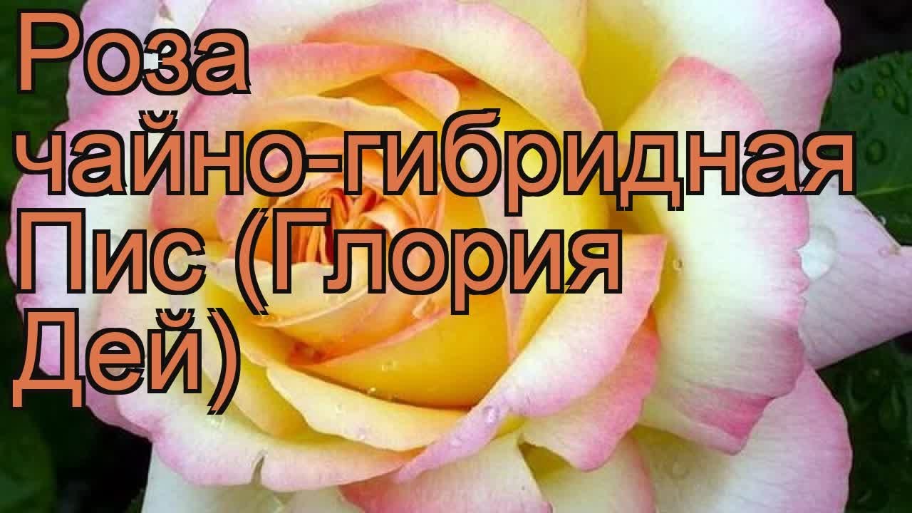 Роза Пис Описание Фото