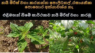 එළිමහන් බිමේ සාර්ථකව නයි මිරිස් වගා  කරමු |Nai Miris Wagawa Sinhala | Nai Miris |Scotch Bonnet