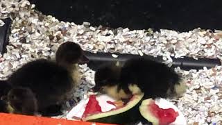 camera shy ducklings